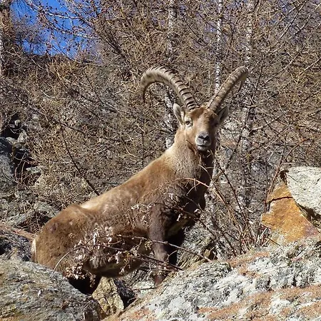 Theresli First Floor * ساس-الماغيل