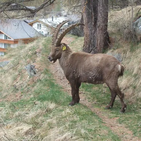 Lägenhet Theresli First Floor