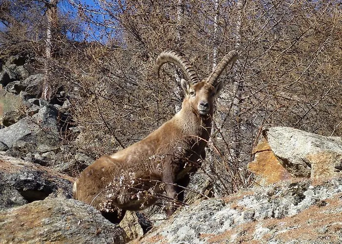 Theresli First Floor * Saas-Almagell